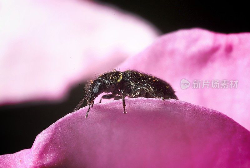 天竺葵上的软翅花甲虫(Melyridae sp.)